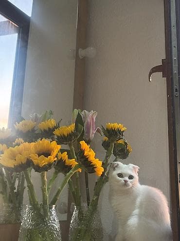 cat sofa: Скотиш Фолд (Шотландская вислоухая), 1 год, Девочка, Белый, Приучена к лотку — 3