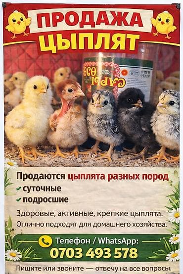 Продаю | Цыплята | Для разведения