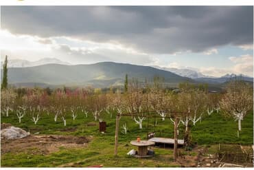 чабанский дом: Договор купли-продажи — 1