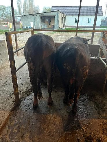 дакен петух: Продаю | Бык (самец) | На откорм, На забой — 8