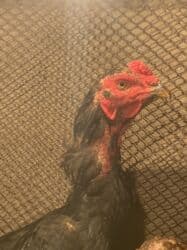 куры доминанты: Кореец хороший кровь сидит один бой был — 3