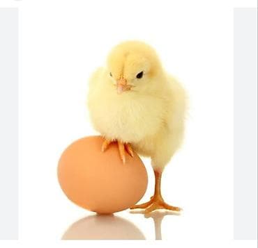 Аквариумы: Продаю суточных цыплят.домашние.цена 40сом — 1