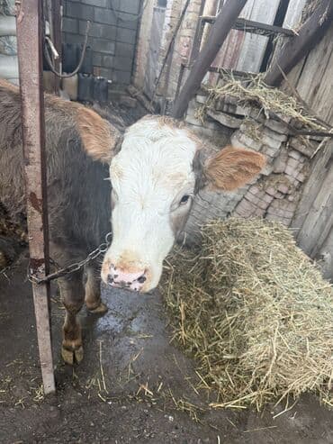 бишкектен уй сатылат: Сатам | Уй (ургаачы), Кунаажын, Музоо | Голштин, Швиц | Бордоп семиртүү үчүн, Союуга, Көбөйтүү үчүн | Байланган — 10