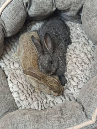 продажа щенков немецкой овчарки с документами в бишкеке: Сатам | Коендун бөжөктөрү | Көбөйтүү үчүн — 3