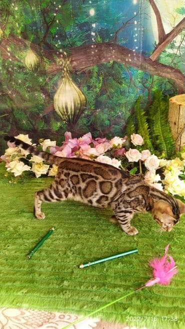 бенгальский леопардовый кот: Бенгальский котик Мальчик. 5мес. Невероятно красивый контрастный с — 16