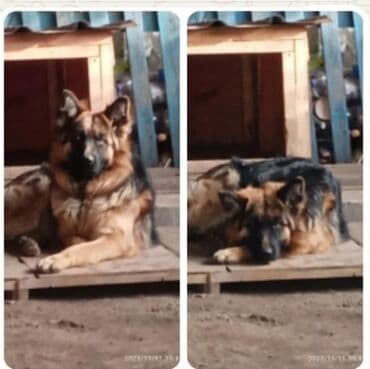 купить собаку вельш корги пемброк: Немецкая овчарка, 2 года, Самец — 1