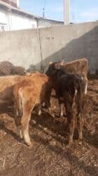 продажа щенков немецкой овчарки с документами в бишкеке: Продаю | Тёлка | Для разведения — 4