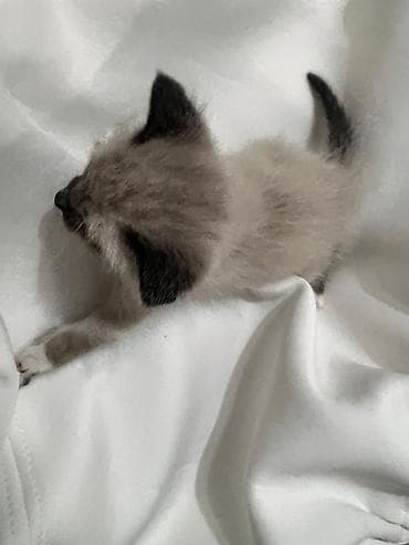 черепаховая кошка: 1 месяц, Девочка, Биколор — 2