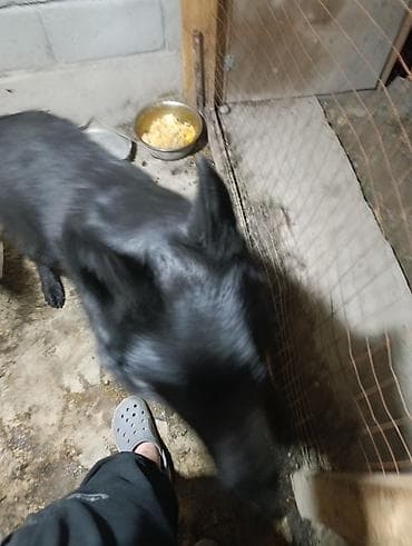 бойцовский питбуль: Немецкая овчарка, 2 года, Самец — 5