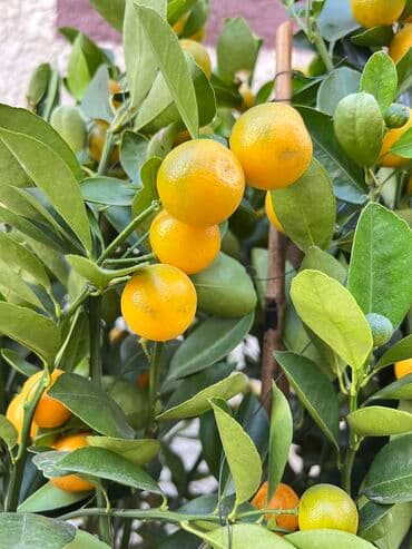 Цитрусы🍊🍋
Комнатные Мандарин.
Большой