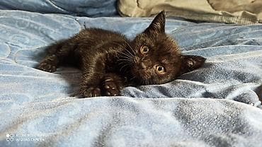 отдам котят в хорошие руки бишкек: Котята-домоседы, помёт от домашней кошки. На выбор несколько малышей — 4