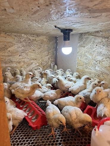 продаю коз: Продаю | Цыплята | Бройлерная | На забой — 2