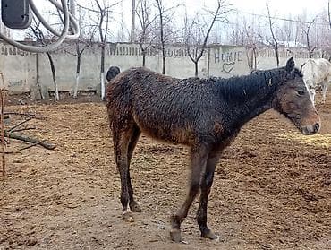 сколько стоит кошка в бишкеке: Продаю | Кобыла (самка) | Для разведения — 5