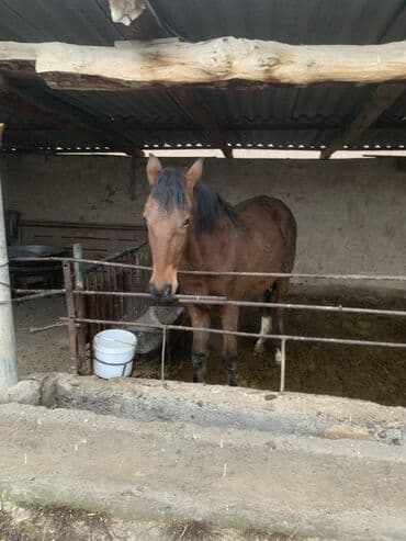 сколько стоит лабрадор собака: Продаю | Жеребец, Кобыла (самка) | Для разведения, Конный спорт, На забой | Племенные — 4