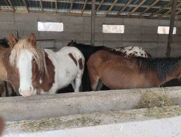 корова швист: Продаю | Кобыла (самка), Жеребец, Жеребенок — 3
