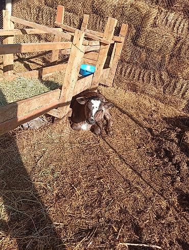 манеж для котят: Продаю | Тёлка | Для молока | Искусственник — 2