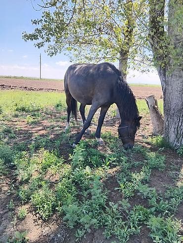 жаныбарлар: Сатам | Бээ (ургаачы) | Жумушка — 10