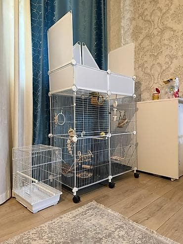 Птицы: «Продаются здоровые, яркоокрашенные волнистые попугаи. Они — 2