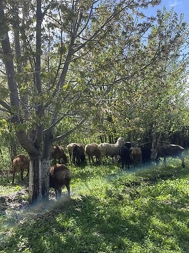 обмен на баран: Продаю | Овца (самка), Баран (самец) | Для разведения — 8