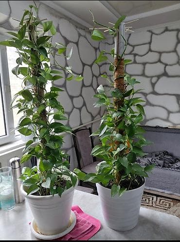 Бөлмө өсүмдүктөрү: Эпипремнум (потос, Scindapsus) на опоре-мху - Ампельное/лиановидное — 3