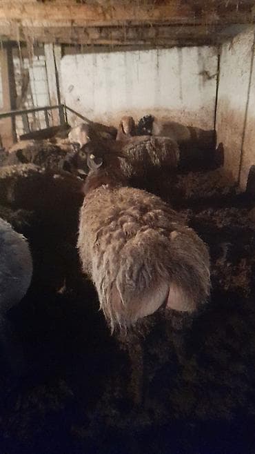 Продаю | Баран (самец) | На забой, Для разведения