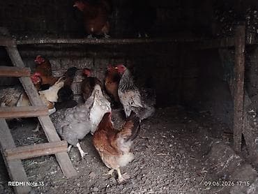 кальций для животных: Продаю | Куры | Домашняя | Несушки — 2