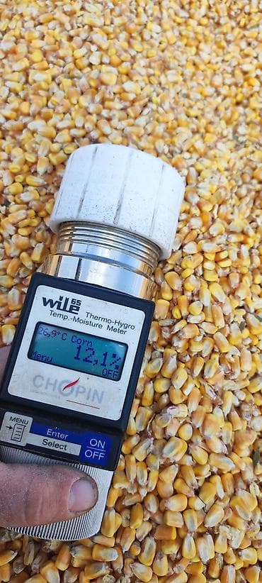 курица продаю: Кукуруза В розницу — 2