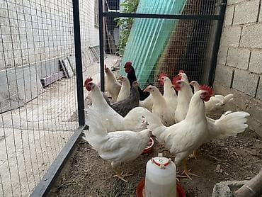 куры жерси: Продаю | Куры | Несушки — 7