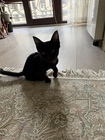 кошка каракол: Котёнок, короткошёрстный, чёрный с небольшим белым пятнышком на груди — 2