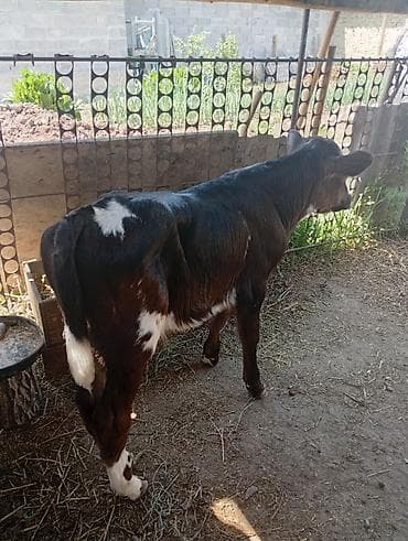 кукуруза красная речка: Продаю | Бык (самец) | На откорм — 2