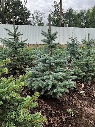 сеянцы голубой ели: Ель голубая (Picea pungens Glauca) из открытого грунта - Декоративные — 3