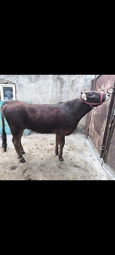 овцы гиссар: Продаю | Бык (самец) | Алатауская | На откорм | Не стельные — 2