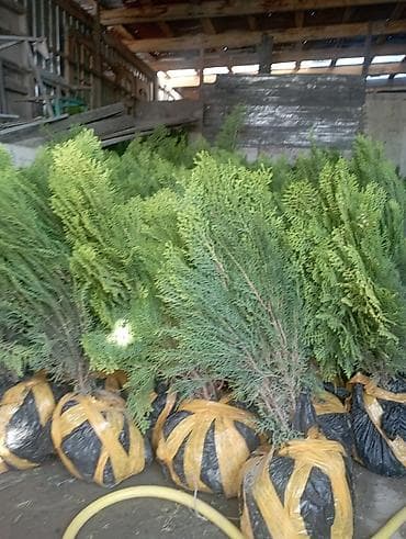 черенки туя: Туя западная, с комом земли - Вечнозелёные саженцы туи в пластиковых — 1