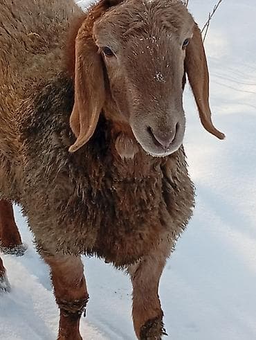 кочкор кой: Продаю кочкорика арашан уши 20 + — 2