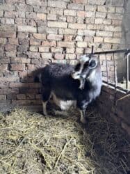 продажа щенков немецкой овчарки с документами в бишкеке: Продаю | Овца (самка) | Для разведения, Для шерсти, На забой | Матка, Ярка, Кастрированные — 6