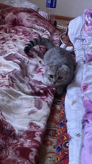 мышык: Скотиш Фолд (Шотландиялык шалпаң кулак), 6 айлык, Ургаачы, Лотокко барууга үйрөтүлгөн — 5