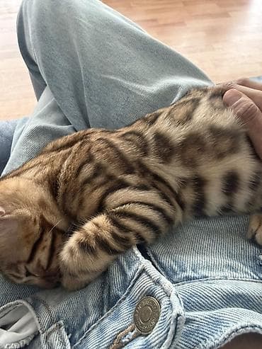 кот бенгальский: Бенгальский котёнок 3 месяца с ярким розеточным окрасом (контрастные — 3