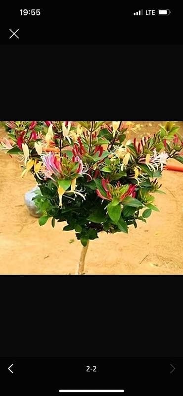 Жимолость (Lonicera) – декоративная лиана/штамб с ароматными