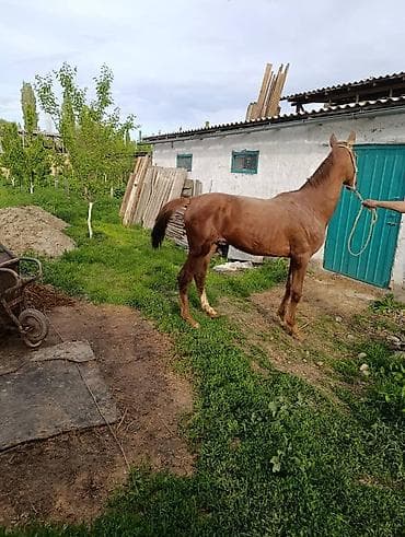серый великан: Продаю | Жеребенок | Дончак | Конный спорт — 4