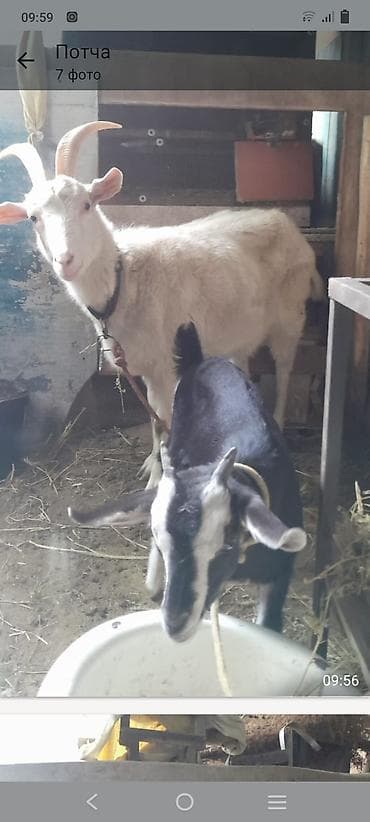 теке козел: Продаю | Коза (самка) | Для разведения — 2