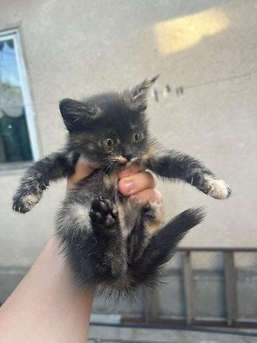 бесплатно кошка: Отдадим котят в хорошие руки 4 котенка : 3 девочки и 1 — 4