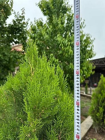 туя смарагд цена: Туи западные (вероятно сорт Смарагд) для озеленения участка. - Форма — 6
