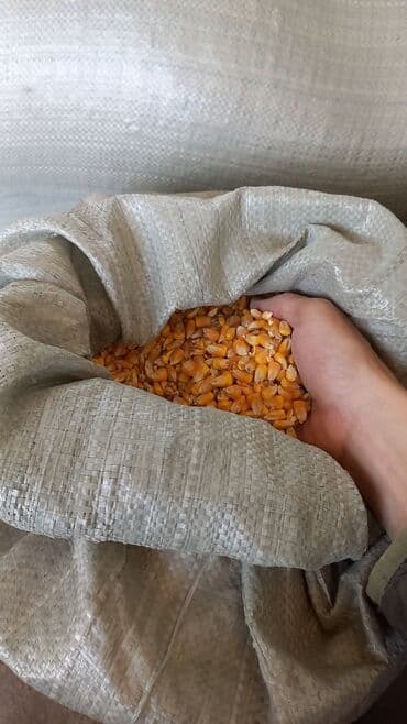 мака прес: Продаю кукурузу высшего качества. Без плесени, без мусора. В мешках — 2