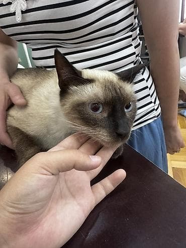 Сиамская, 2 года, Мальчик, Проглистована, Приучена к лотку, Кастрирована
