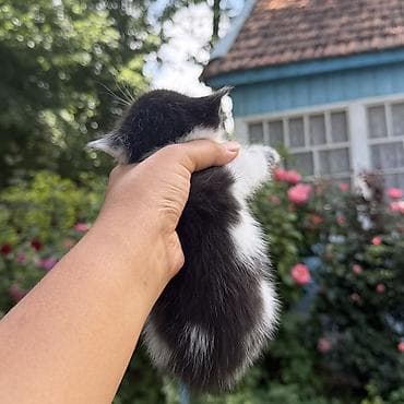 кот невский маскарадный: Кара-Балта Котята от домашней кошки им 28 дней можно забрать через 32 — 8