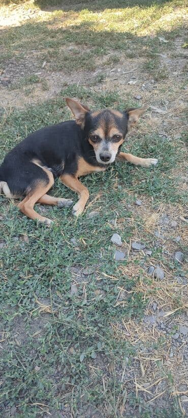 таксы собака: Ит бекер берилет: Miniature Pinscher, 1 жаш, Эркек — 4