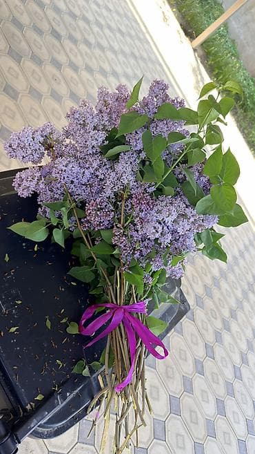 цветы лилия: Огромный куст Сирени садовой,свежесрезанные душистые ветви. Вот такой — 7