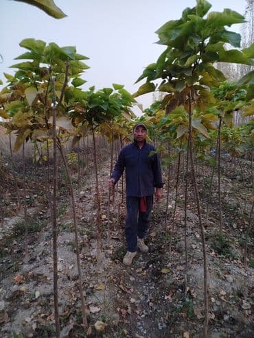 саженцы живой изгороди купить: Көчөттөр дарактардын: Клёндор — 5