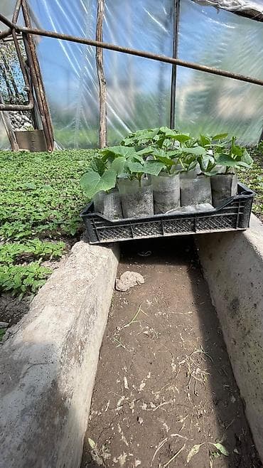 рассада роза: Рассада ! Оптом и розницу! Помидор 🍅 Перец 🌶️ Баклажан 🍆 Огурцы 🥒 — 2