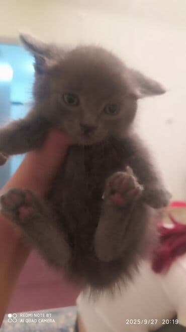 в связи с переездом отдам попугая жако в добрые руки: Американский кёрл, 1 месяц, Мальчик, Серый, Приучена к лотку — 1